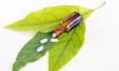 Advantages And Disadvantages Of Alternative Herbal Medicines