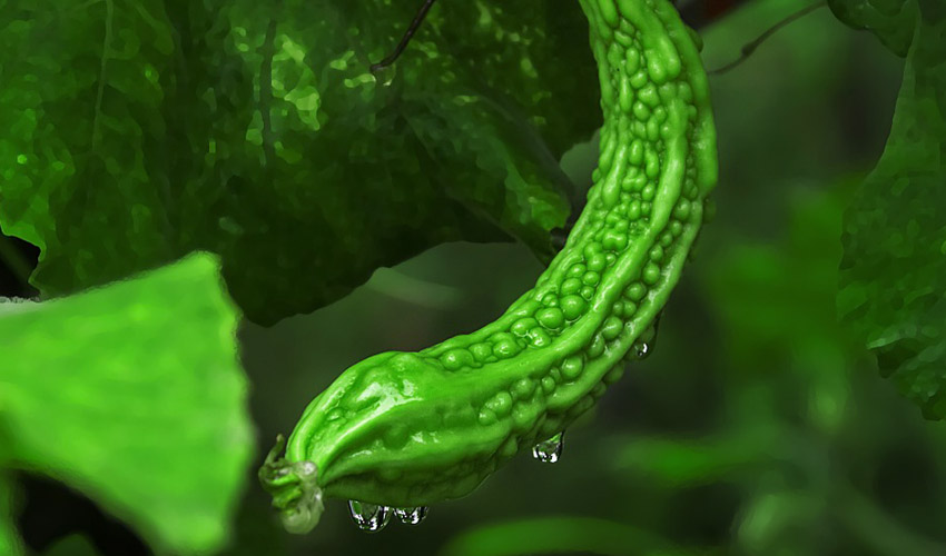 Bitter Melon