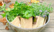 Herb Gardening
