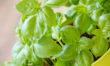 Easy To Grow Herbs