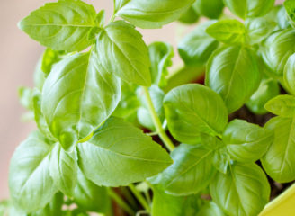 Easy To Grow Herbs