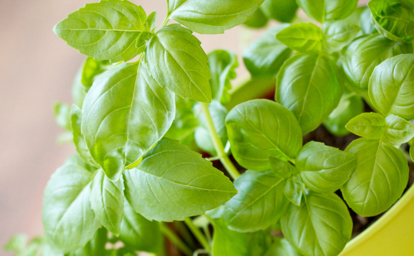Easy To Grow Herbs