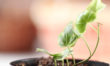 Important Tips for the New Herb Gardener