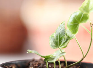 Important Tips for the New Herb Gardener