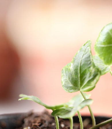 Important Tips for the New Herb Gardener