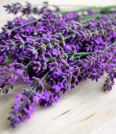 Lavender
