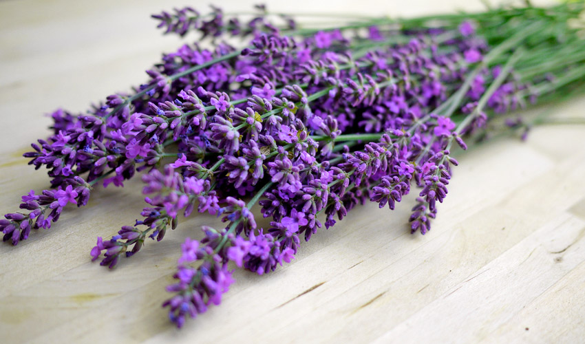 Lavender