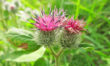 Burdock