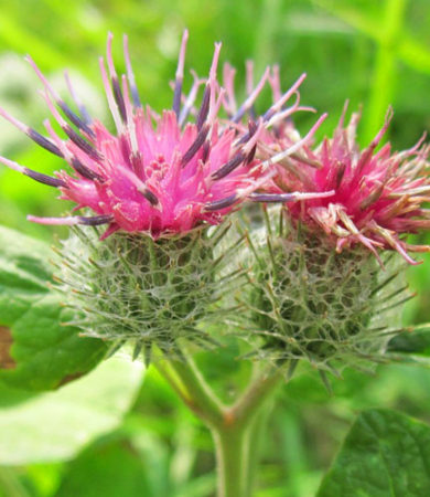 Burdock