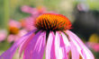 Echinacea