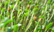Alfalfa