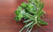 Rosemary