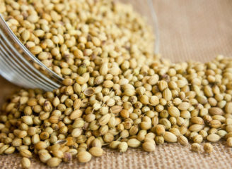 Cilantro