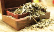 Ginkgo Biloba
