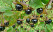 Belladonna