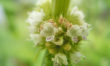 Gypsywort