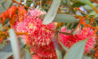 Eucalyptus