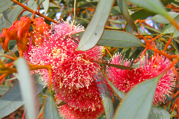 Eucalyptus