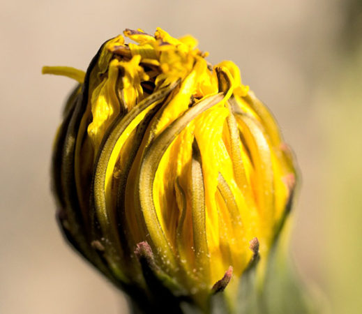 Dandelion