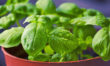 Basil
