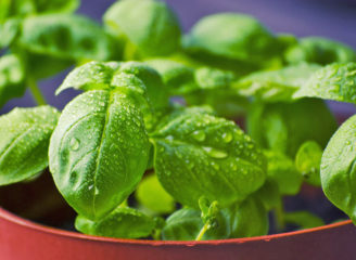 Basil