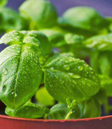Basil