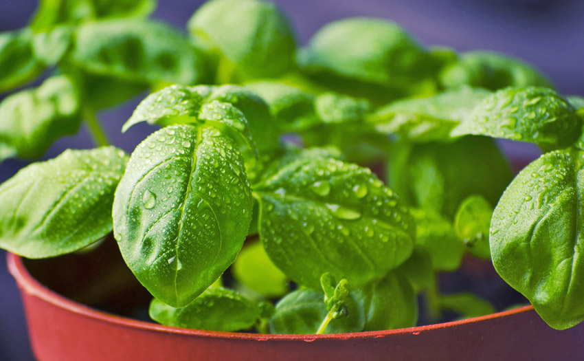 Basil