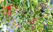 Marjoram