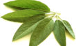 Sage