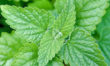Catnip