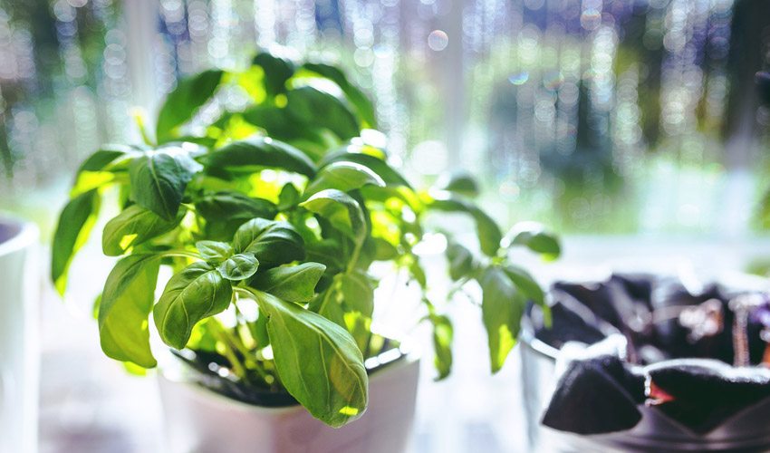 How to Grow an Indoor Herb Garden